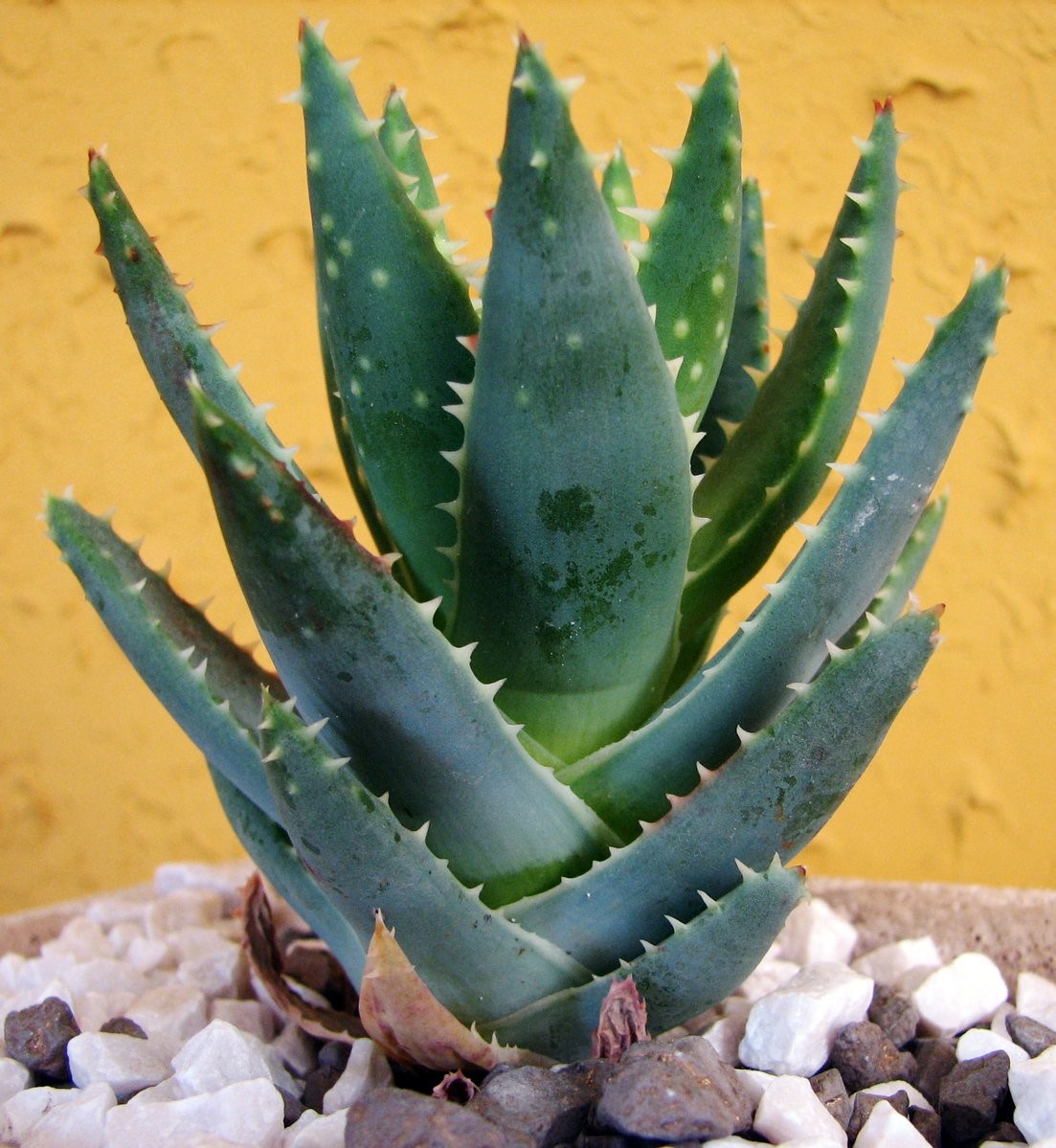 aloe vera benefits - What are the benefits of aloe vera gel juice - what is aloe vera good for